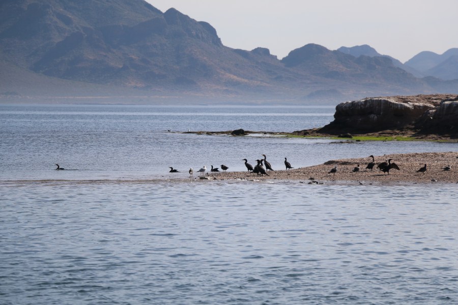 Bird life at San Carlos, Sonora, Mexico